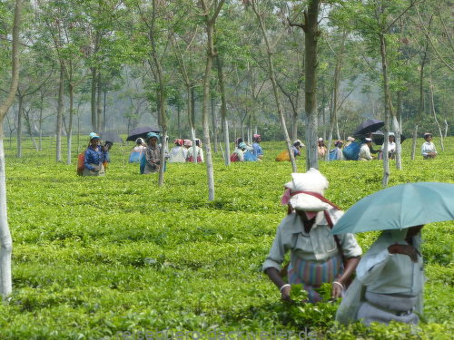 Darjeeling