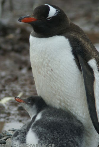 Eselpinguin