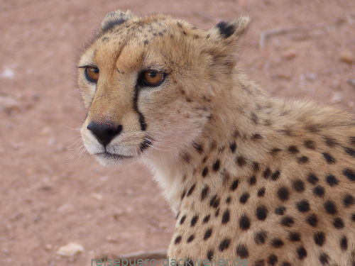 Gepardin namibia