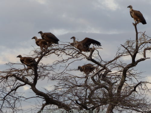 Namibia 7